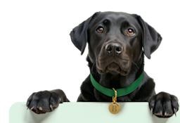 Logo showing cute dog
